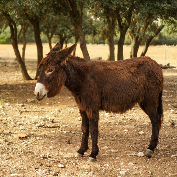 aceite-oliva-la-aldea-burro